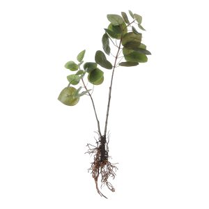 Mica Decorations Eucalyptus Kunstplant – L12 x B28 x H64 cm – Groen Mica Decorations Eucalyptus Kunstplant – L12 x B28 x H64 cm – Groen