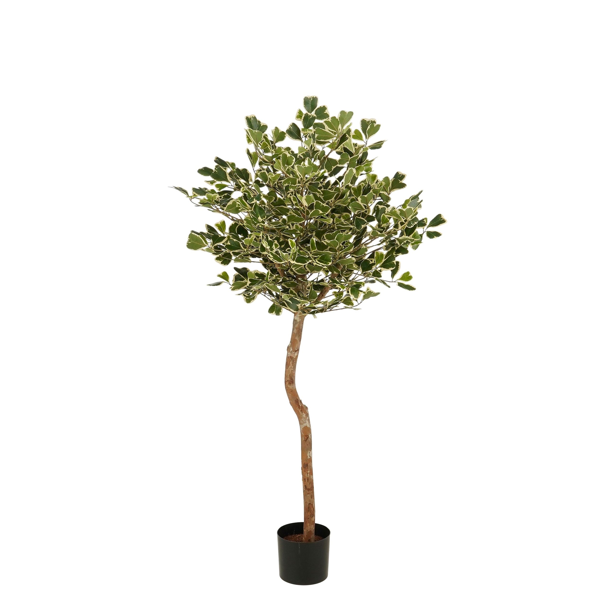 Mica Decorations Ficus Triangularis – Kunstplant in Pot – Realistische