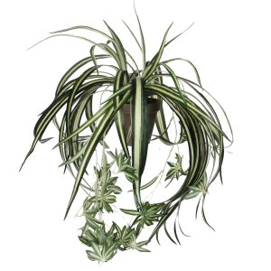 Mica Decorations Chlorophytum Kunstplant in Bloempot Stan – H45 x Ø45 Mica Decorations Chlorophytum Kunstplant in Bloempot Stan – H45 x Ø45